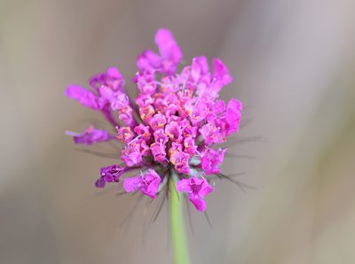 Scabiosa tenuis, photographed by Kostas Zontanos