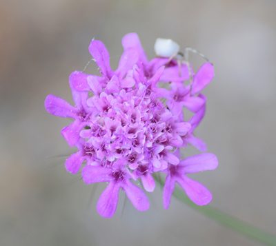 Scabiosa tenuis, photographed by Kostas Zontanos