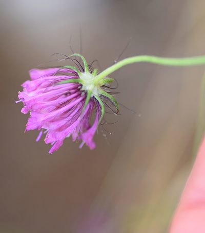 Scabiosa tenuis, photographed by Kostas Zontanos