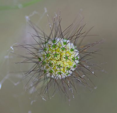 Scabiosa tenuis, photographed by Kostas Zontanos