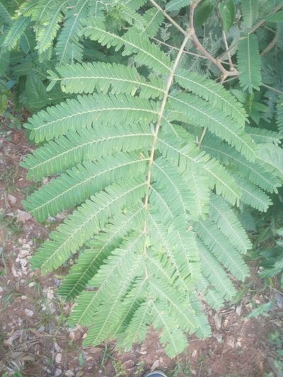 Parkia biglobosa, photographed by Sunday Berlioz KAKPO