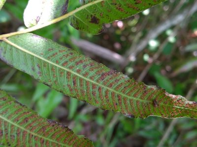 Meniscium serratum, photographed by Scott Ward
