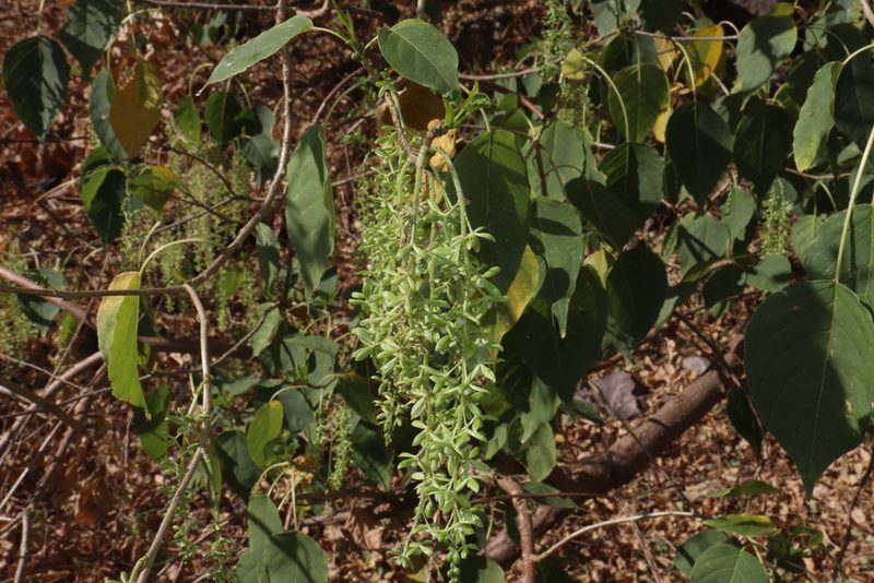 Ledenbergia macrantha, photographed by alejandrozab