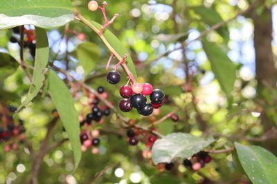 Ardisia compressa