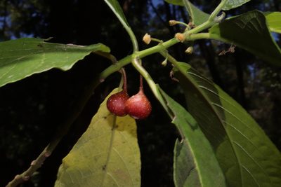 Siparuna thecaphora, photographed by alejandrozab