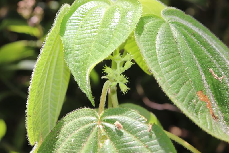 Miconia matudae, photographed by alejandrozab