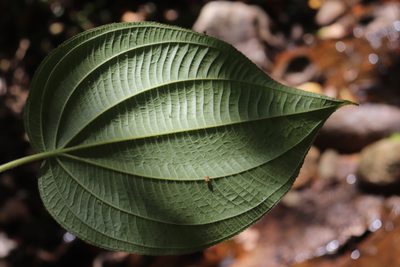 Miconia matudae, photographed by alejandrozab