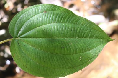 Miconia matudae, photographed by alejandrozab
