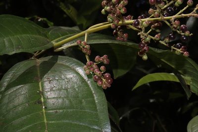 Miconia chamissois, photographed by alejandrozab