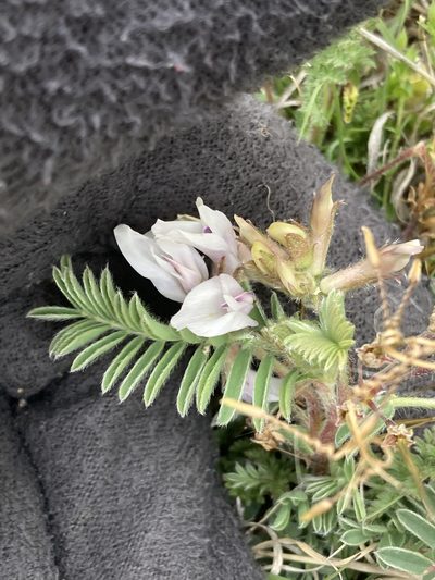 Astragalus plattensis, photographed by Calinsdad
