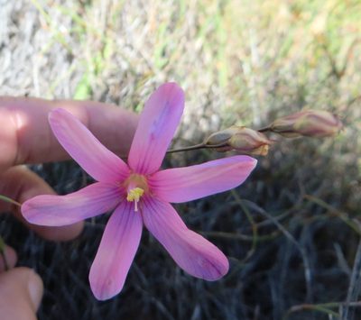 Ixia latifolia, photographed by linkie