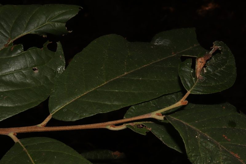 Styrax radians, photographed by alejandrozab