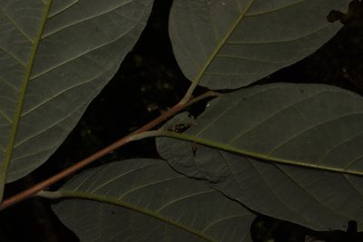 Styrax radians, photographed by alejandrozab