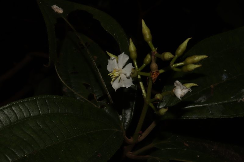 Miconia jaliscana, photographed by alejandrozab