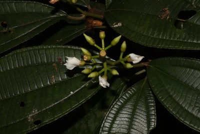 Miconia jaliscana, photographed by alejandrozab