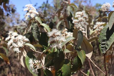Miconia albicans, photographed by alejandrozab