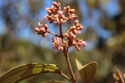 Miconia xalapensis, photographed by alejandrozab