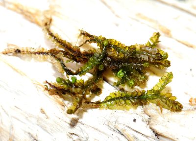 Barbilophozia barbata, photographed by Tero Linjama