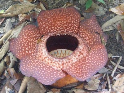 Rafflesia keithii, photographed by Thibaud Aronson