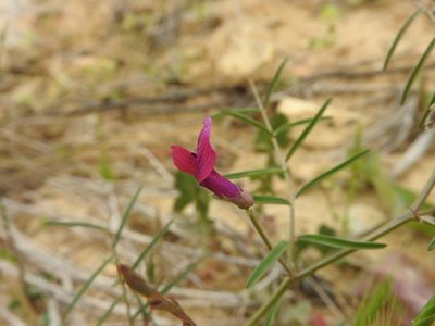 Vicia monantha, photographed by Abdenour Kheloufi