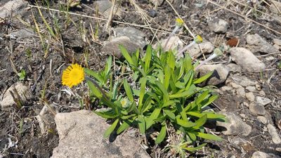 Tetraneuris herbacea, photographed by Ryan Sorrells