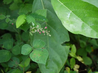 Pseudarthria viscida, photographed by Dinesh Valke