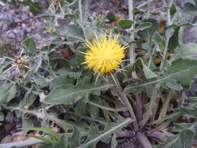 Centaurea sicula, photographed by Abdenour Kheloufi