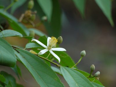 Grewia serrulata, photographed by Dinesh Valke