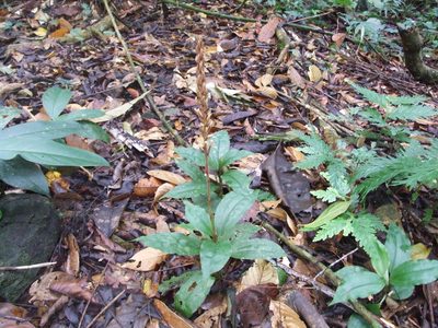 Goodyera rubicunda, photographed by Thibaud Aronson