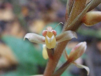 Goodyera rubicunda, photographed by Thibaud Aronson