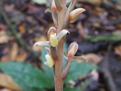 Goodyera rubicunda, photographed by Thibaud Aronson
