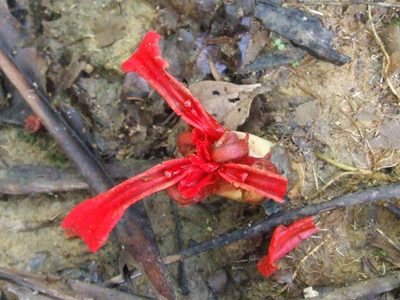 Etlingera megalocheilos, photographed by Thibaud Aronson