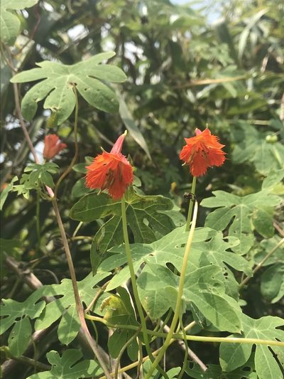 Tropaeolum smithii, photographed by Nicolás Baresch Uribe