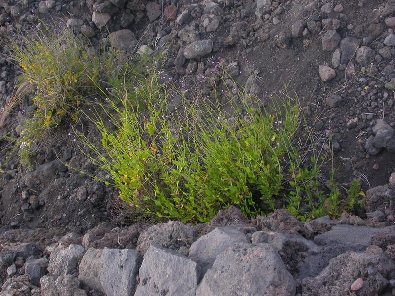 Lavandula rotundifolia, photographed by Yves Bas