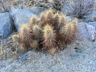 Echinocereus engelmannii, photographed by W. Terry Hunefeld