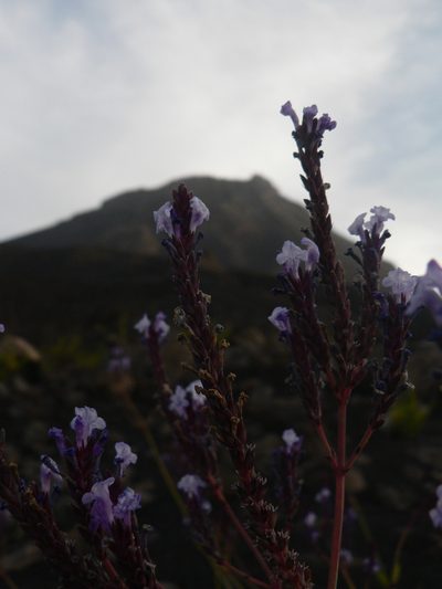 Lavandula rotundifolia, photographed by Yves Bas