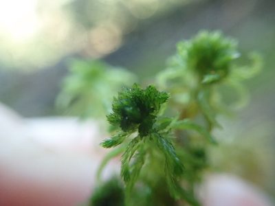 Sphagnum mendocinum, photographed by Randal