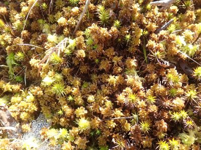 Sphagnum mendocinum, photographed by Randal