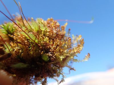 Gymnocolea inflata, photographed by Randal