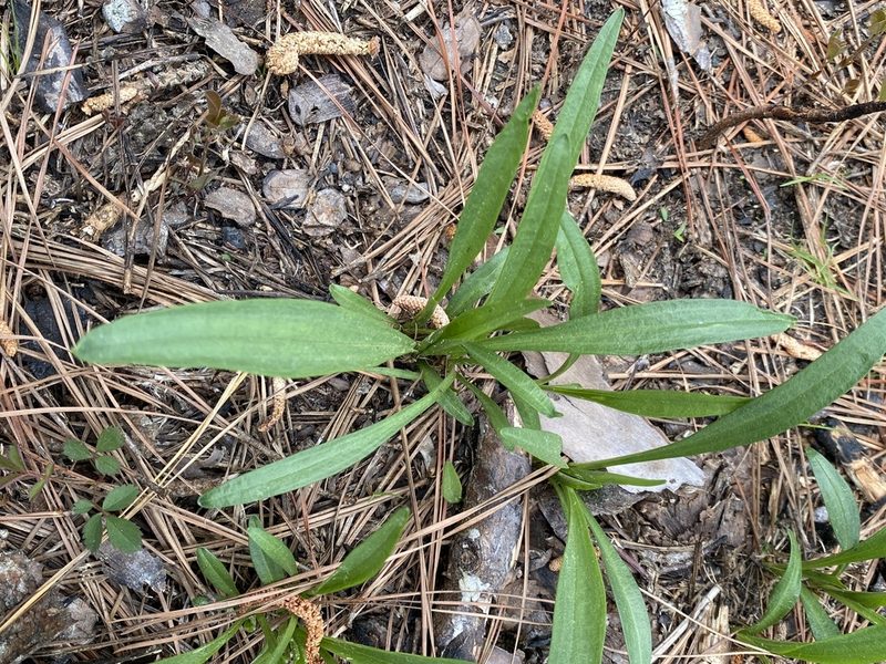 Marshallia legrandii, photographed by Alan Weakley