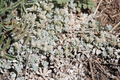 Antennaria rosulata, photographed by Loren Cassin Sackett