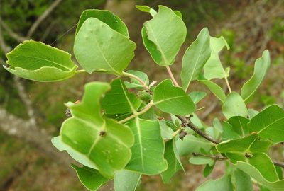 Lonicera albiflora, photographed by saltyhiker