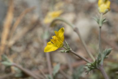 Hypecoum torulosum, photographed by Eleftherios Katsillis