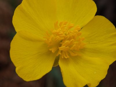 Ranunculus bupleuroides, photographed by Carminda Santos