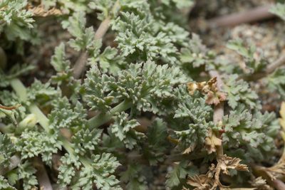Hypecoum torulosum, photographed by Eleftherios Katsillis