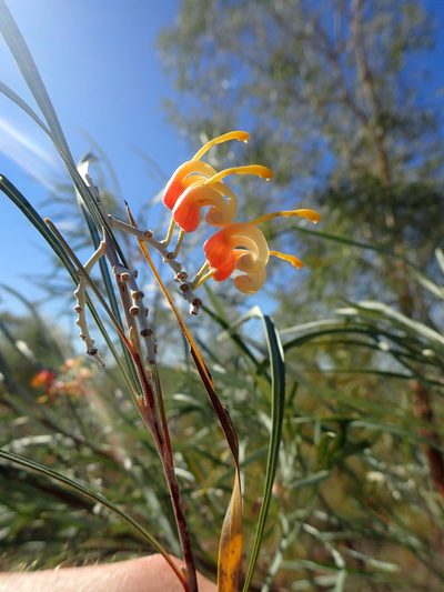 Grevillea refracta, photographed by ronavery