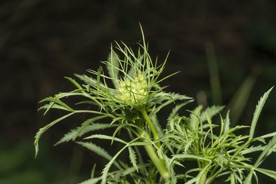 Ammi majus, photographed by Eleftherios Katsillis