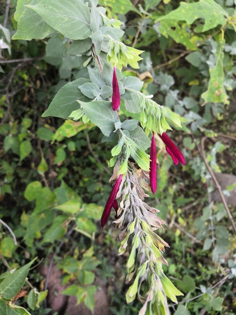 Salvia rosei, photographed by Ana Nuño