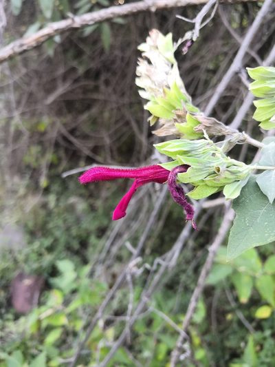 Salvia rosei, photographed by Ana Nuño
