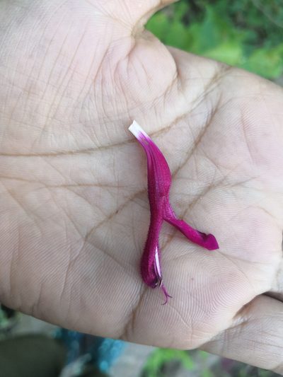 Salvia rosei, photographed by Ana Nuño